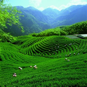 Taiwán Paisaje de té