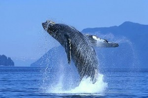 Una ballena azul hace piruetas en una zona del Domo Centroamericano.