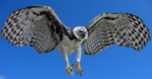 La impresionante y majestuosa águila arpía, una de las más grandes del mundo.