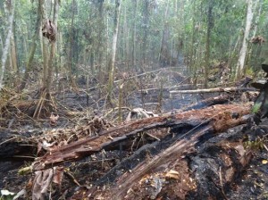 Bosawas invasión daños