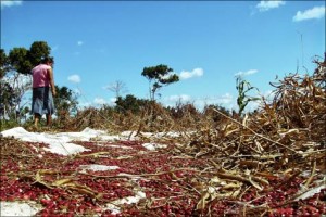 Frijoles foto de Asoprol