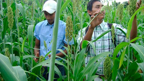 productores-agropecuarios