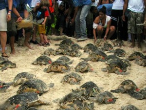 (Foto de referencia).