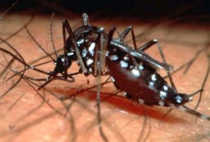 Aedes aegypti