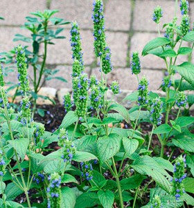 chia plantas