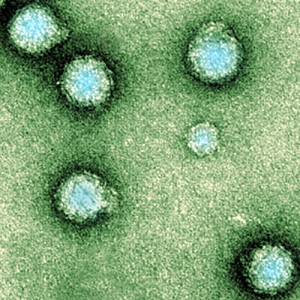 chikung-virus