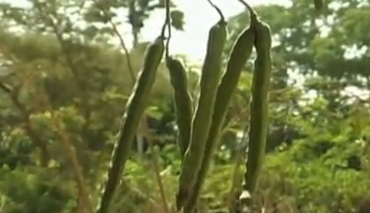 marango moringa