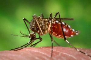 mosquito_aedes_aegypti