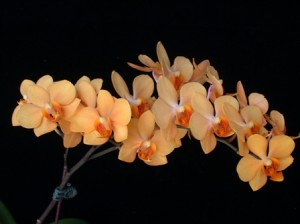 orquídeas naranjas