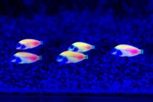 peces fluorescentes