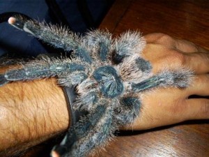 tarantula