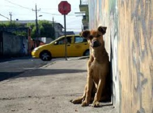 perros callejeros