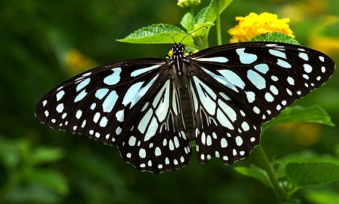 Tirumala limniace Cramer