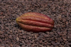 cacao