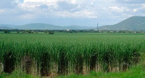 caña de azúcar