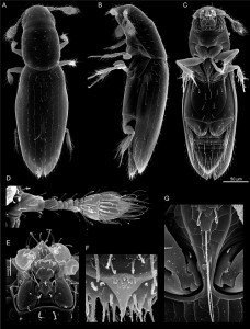 Scydosella musawasensis, el insecto más pequeño del mundo.