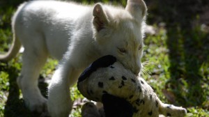 "Apolo", el cachorro de león blanco nacido en El Salvador.
